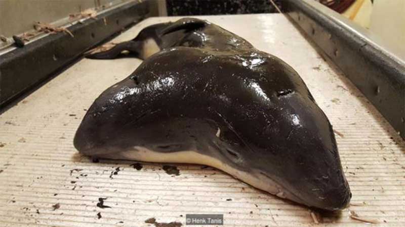জোড়া মাথার শুশুক ভাইরাল
