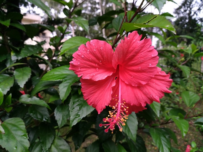 আপনার স্বাস্থ্য ও সৌন্দর্যে বৃদ্ধি করতে জবা ফুল ব্যবহার করুন!