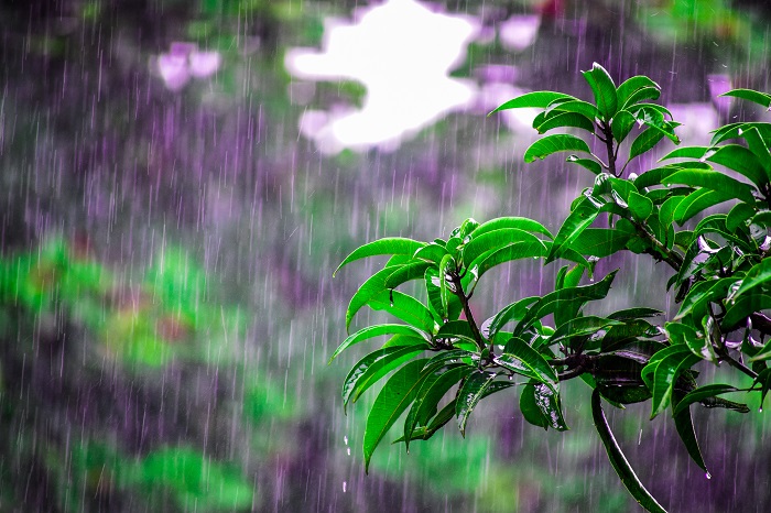 বর্ষাকালে ঘরের যত্নে জেনে নিন কিছু দরকারি টিপস
