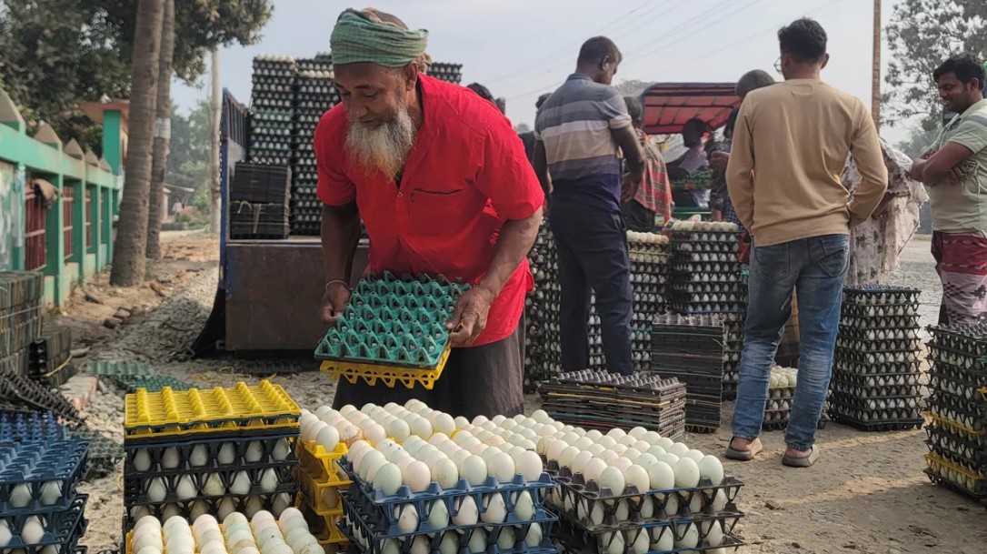 ডিমের বাজারে পতন, খামারিরা হতাশ ও দুশ্চিন্তায়