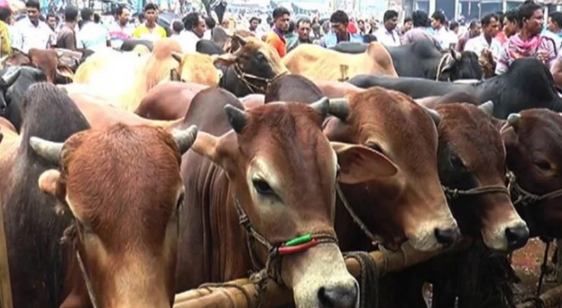 ঈদের নামাজের আগে কোরবানি দেওয়া বৈধ কি ?