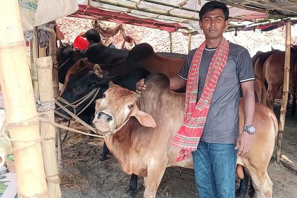 গরু নিয়ে ঢাকার হাটে এসেছেন ইসলামী বিশ্ববিদ্যালয়ের তিতাস।