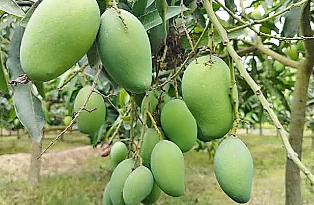 আশার আলো আম রপ্তানিতে নতুন দুই বাজারে যাচ্ছে বাংলাদেশের আম