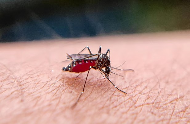 মশার কামড়ে লণ্ডভণ্ড পরিবার; সচেতনতাই বাঁচার উপায়