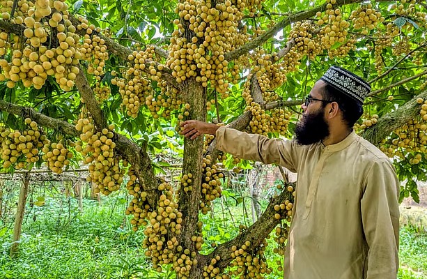 রোকন উদ্দিনের লটকন বিপ্লব ৩০টি চারা থেকে ৪ বিঘার বিশাল বাগান